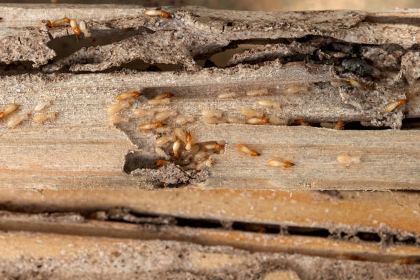Best Emergency Pest Control  in Sparta, GA